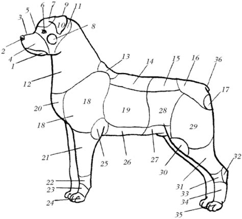 Шаг 1: Начертите основные контуры тела ротвейлера