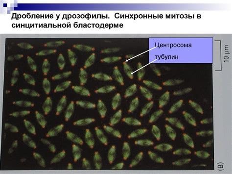 Шаг 1: Подготовка к делению