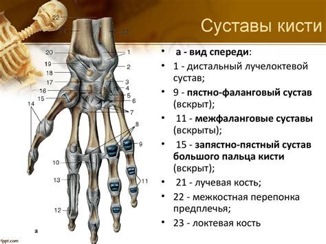 Шаг 2: Добавление деталей – пальцы и суставы