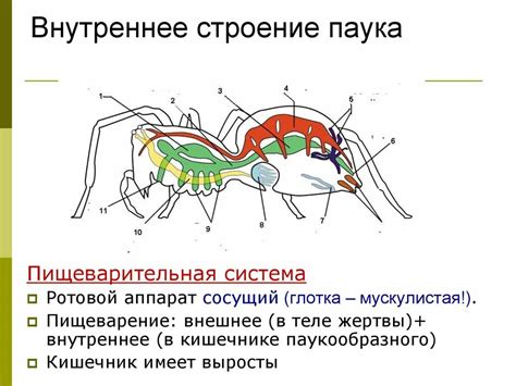 Шаг 2: Изготовление тела паука