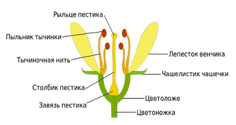 Шаг 2: Начертите центральную часть цветка