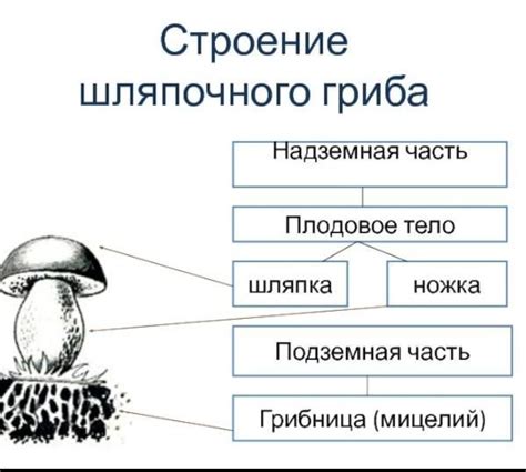 Шаг 2: Основные формы гриба