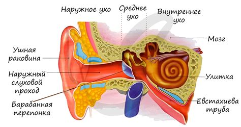 Шаг 2: Отметьте основные элементы уха