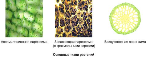 Шаг 2: Очертите основные формы на ткани