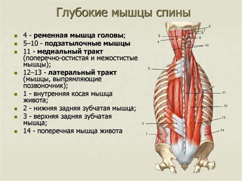 Шаг 2: Создание шеи и туловища