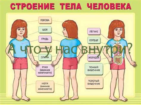 Шаг 2: Строение тела тетерева