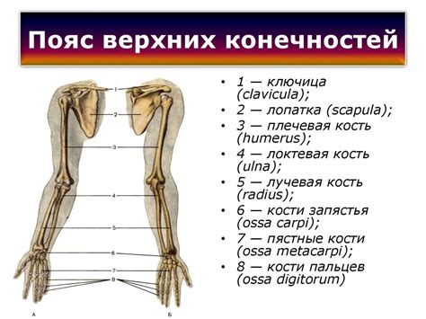 Шаг 2. Добавляем линии для тела и конечностей