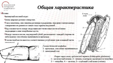 Шаг 2. Работа над глазами и носом