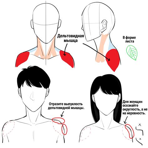 Шаг 4: Научитесь рисовать шею и плечи