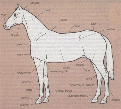 Шаг 4: Рисование тела и ног лошади