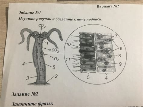 Шаг 5: Подчеркните контуры и сделайте рисунок ярче