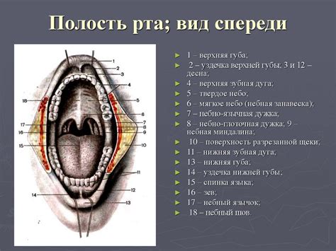 Шаг 5: Построение рта и подбородка