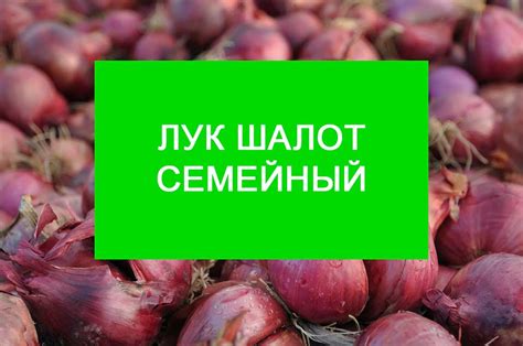 Шалот: краткое описание продукта