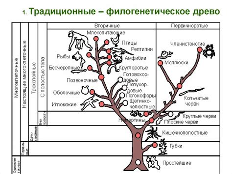 Эволюционное преимущество цветковых растений