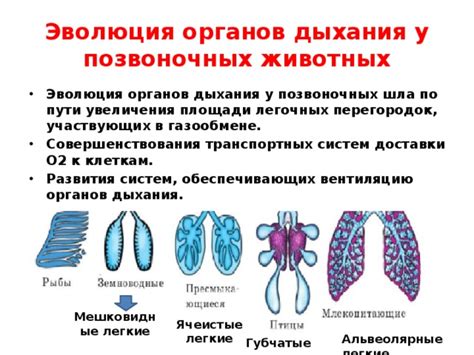 Эволюция гипсолитовых перегородок