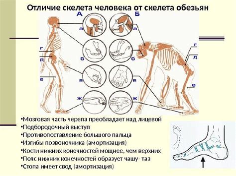 Эволюция наружного скелета