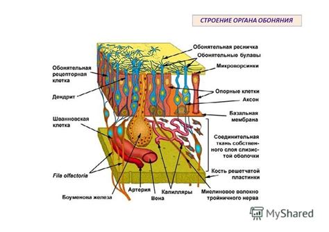 Эволюция органа обоняния