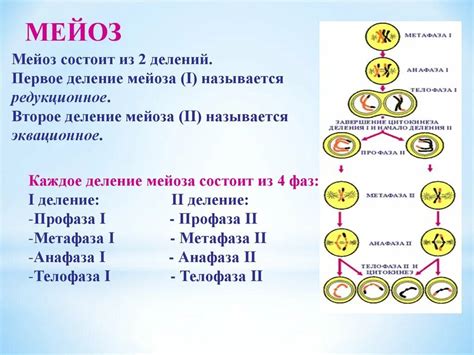 Эквационное деление мейоза