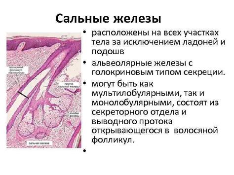 Эккриновые потовые железы