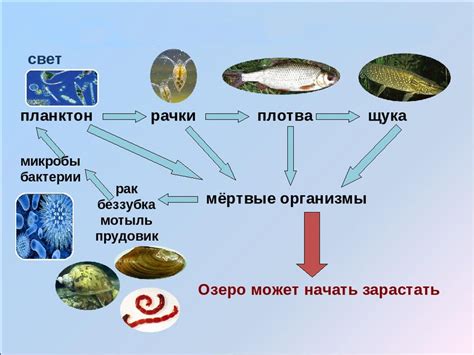 Экологическая роль Якса: водные экосистемы