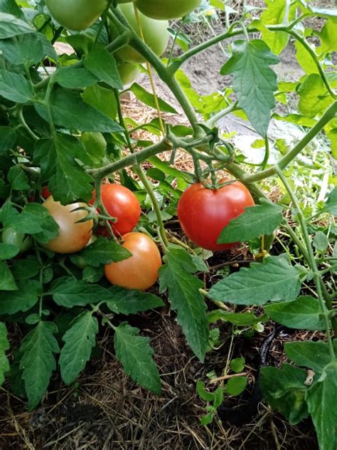 Экологические преимущества подкормки томатов банановой кожурой