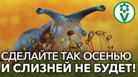 Экологически безопасные методы борьбы со слизнями