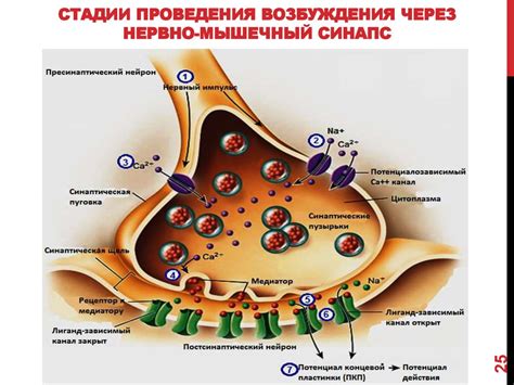 Электрическая передача сигналов в нервной системе