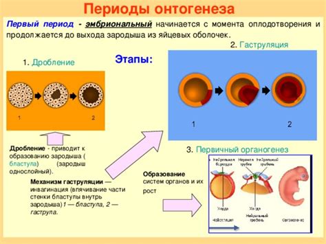 Эмбриональные оболочки