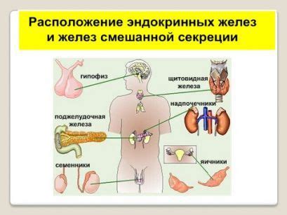 Эндокринная система: гормональный баланс организма