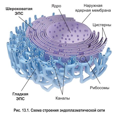 Эндоплазматическая сеть