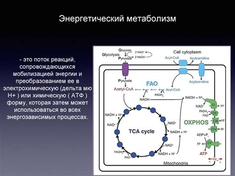 Энергетический метаболизм клеток