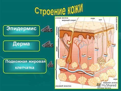 Эпидермис, дерма и подкожная клетчатка: основные слои кожи