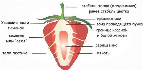 Эпикарпия и мезокарпия