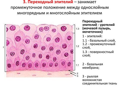 Эпителий и пластинки