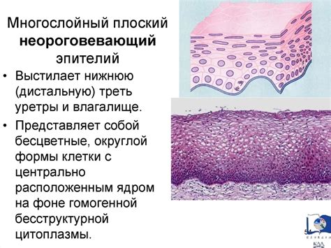 Эпителий плоский у собак: структура и функции