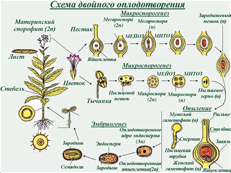 Этапы размножения у людей