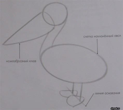 Этапы рисования пеликана с пошаговыми инструкциями