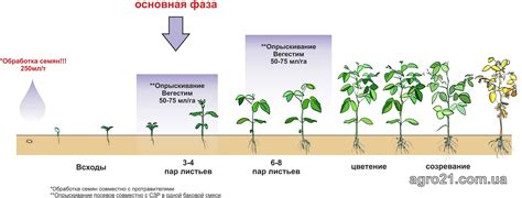 Этапы роста орехов орешника