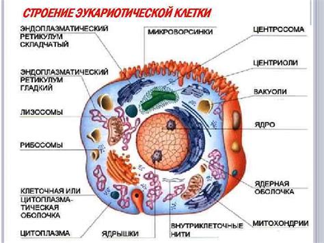 Эукариотическая клетка в биологии: определение и структура