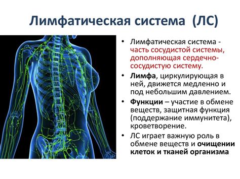 Эффективное активирование лимфатической системы