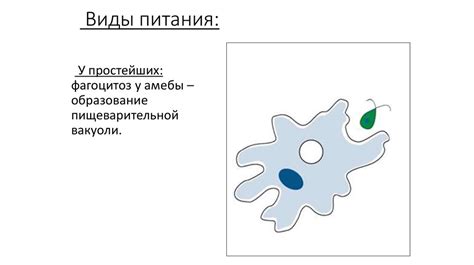 Эффективность поедания пищи