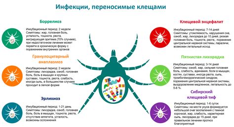 Эффективность спреев от клещей в борьбе с клещевыми инфекциями