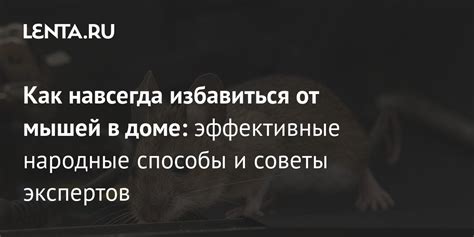 Эффективные способы победить мышей