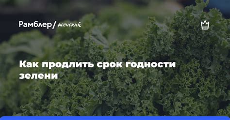 Эффективные способы увеличить срок годности зелени