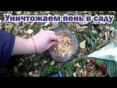 Эффективные способы удаления пня в саду