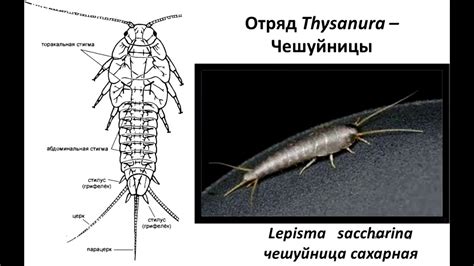 Эффективные способы уничтожения паразитов