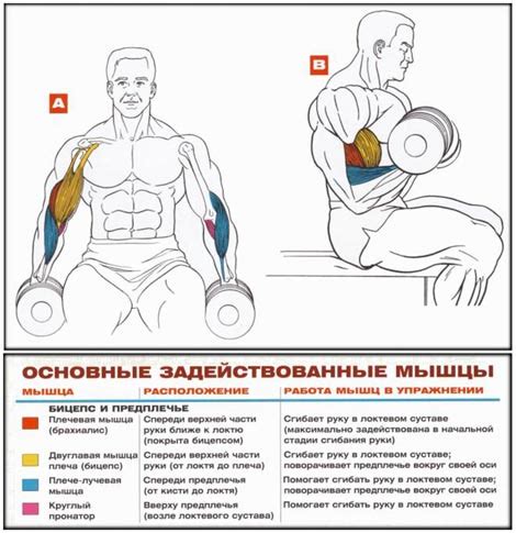 Эффективные упражнения для увеличения объема бицепса