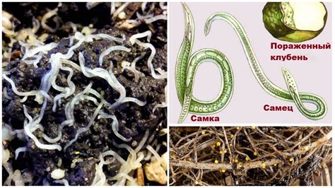 Эффекты нематоды на здоровье