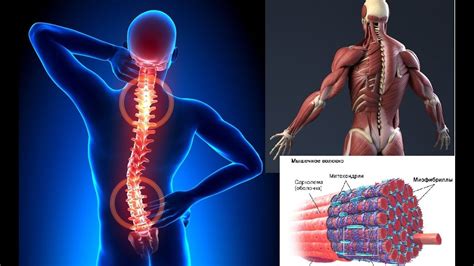 Эффект на позвоночник и спину