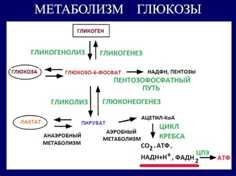 Ядро и метаболические процессы